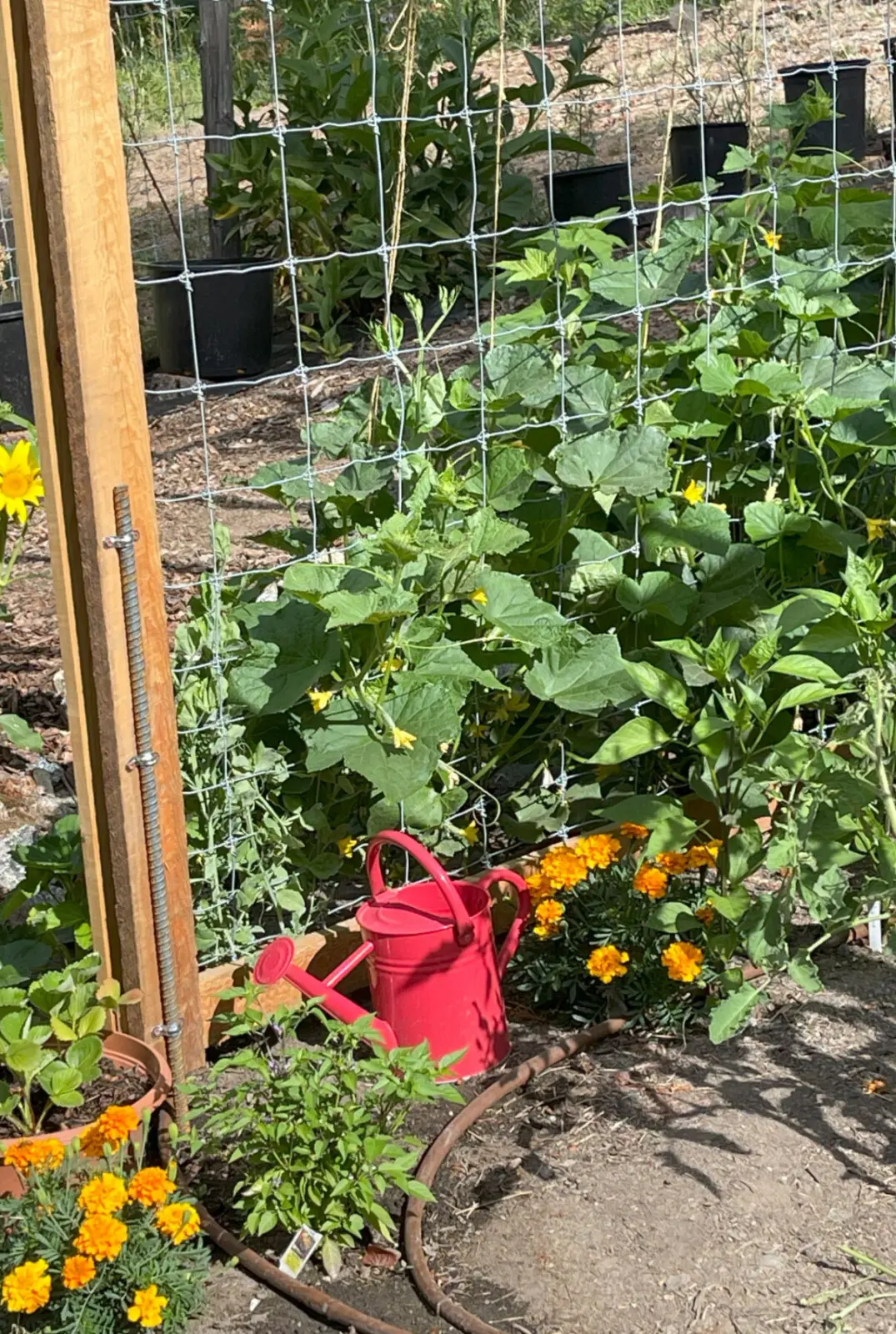 95254 260987 1mw7rltAKJRq m5ey5dqEd J94 888a58Btgf0GNUAo 69c5aa5925da0.jpg