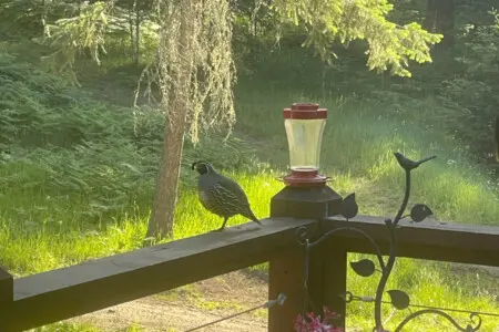 95254 260987 Lu43FXffIFg7yoUxvehBVyLz8Xs287y2CiK1z27Hn70 69c5aacbc4b0a.jpg