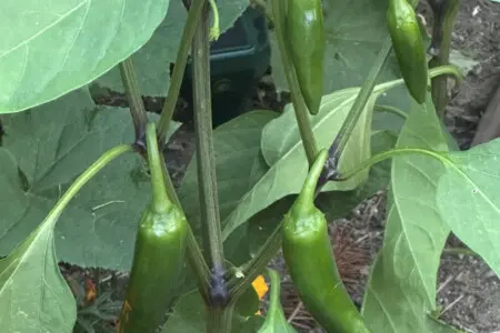 95254 260987 O 594vZ UVr5 G8FgeozC77Cu8u2tmjO3C0fLIMR7YI 69c5aa679fe7c.jpg