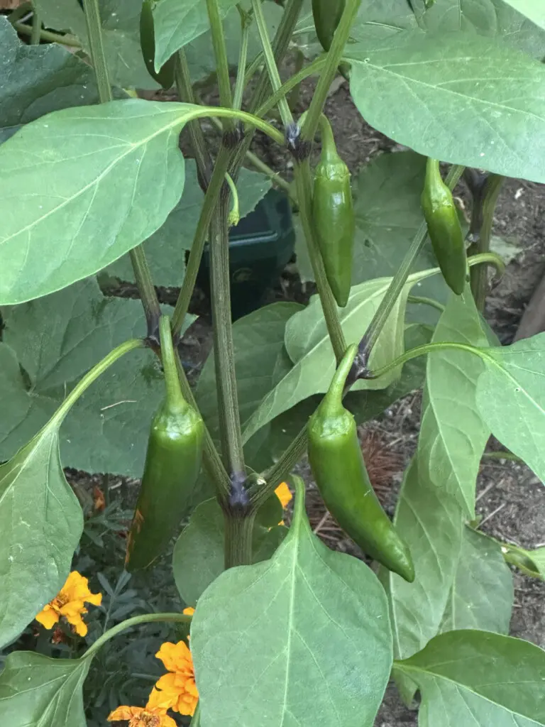 95254 260987 O 594vZ UVr5 G8FgeozC77Cu8u2tmjO3C0fLIMR7YI 69c5aa679fe7c.jpg