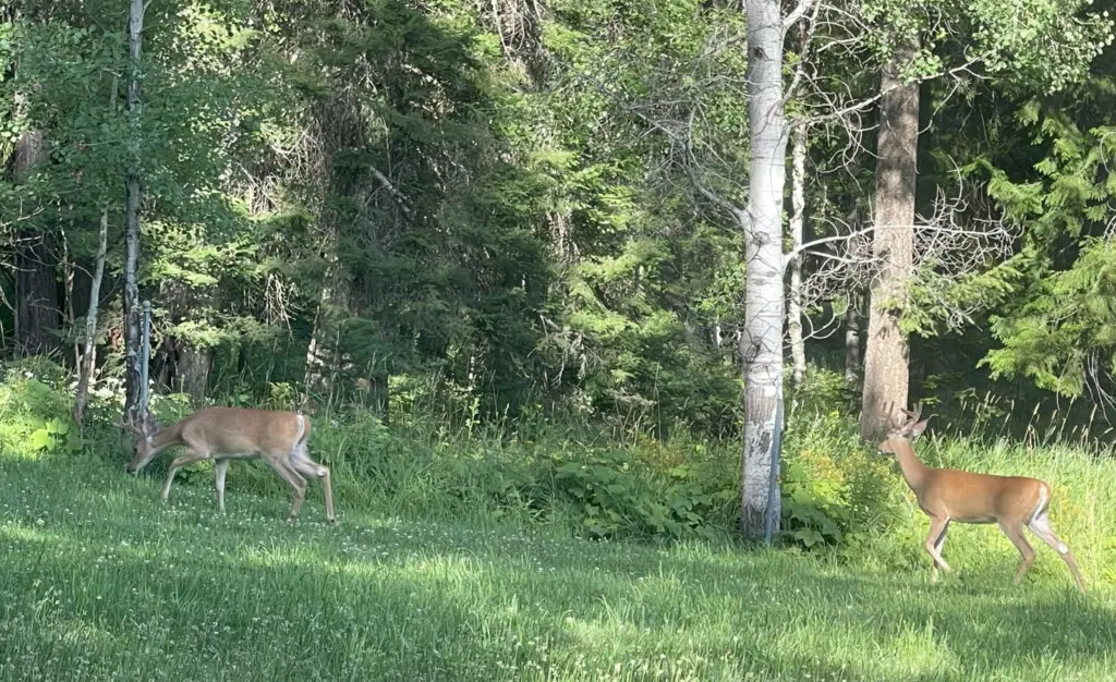 95254 260987 XN8 ewRiJBIsR5exb0PBIptXcJ4NYFFfGYJWl6Zjtbo 69c5aafd59220.jpg